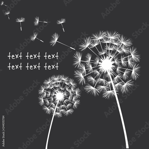 Vector Dandelion black-white Background