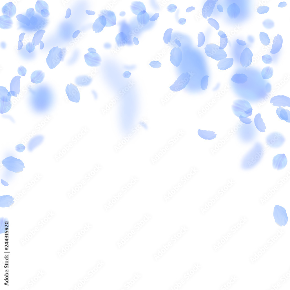 Dark blue flower petals falling down. Wonderful ro Dark blue flower petals falling down. Wonderful ro