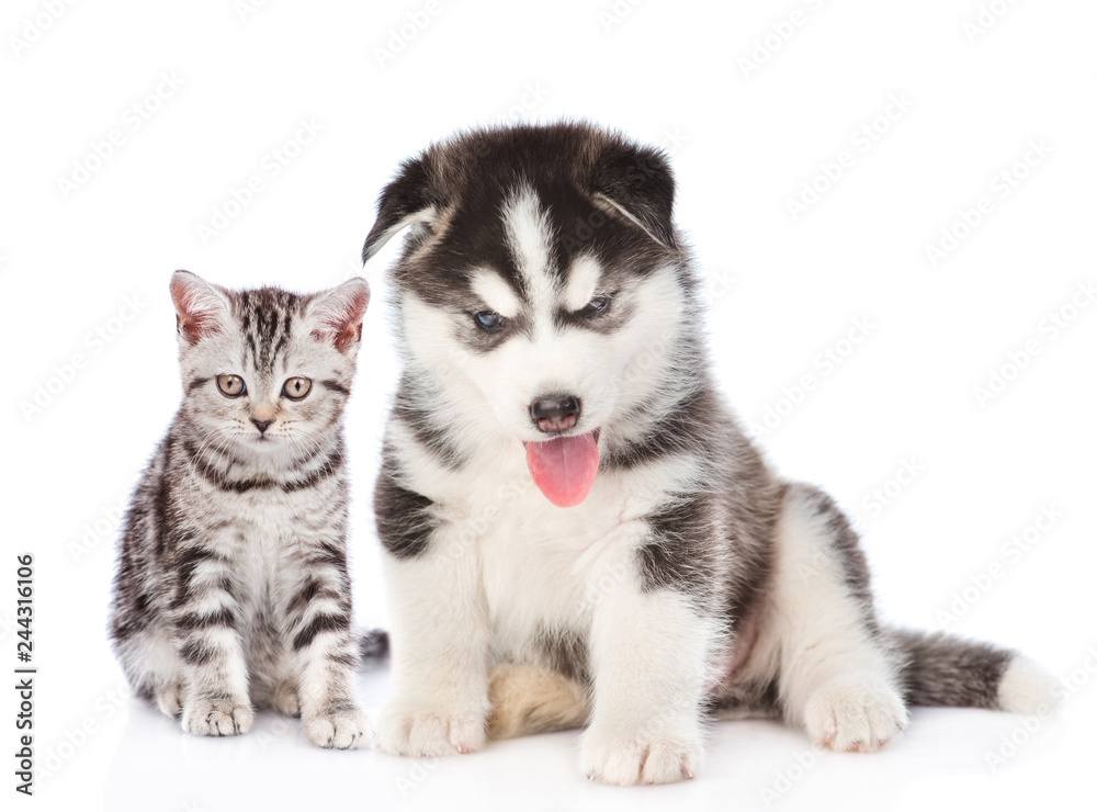 Husky puppy with kitten. Isolated on white background
