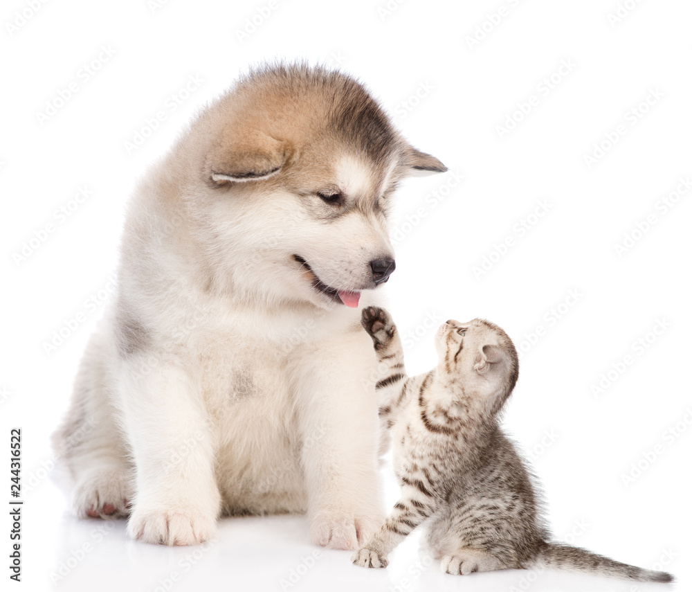 Alaskan malamute puppy with playful tabby kitten. isolated on white background Alaskan malamute puppy with playful tabby kitten. isolated on white background