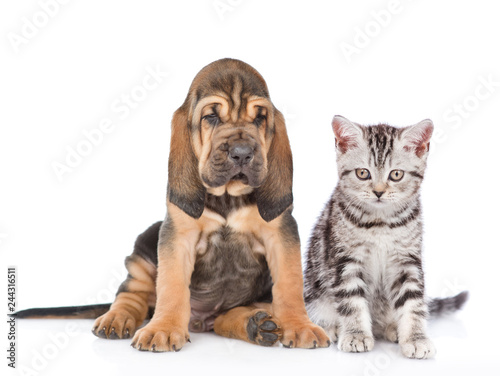 Bloodhound puppy with tabby kitten looking at camera together. isolated on white background