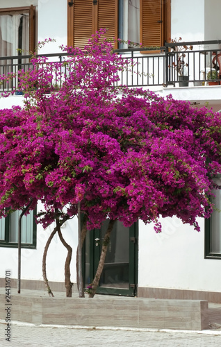 Bougainvillea flower in front of the house
