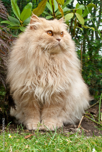 Furry Cat Sitting in the Garden © tashaYa