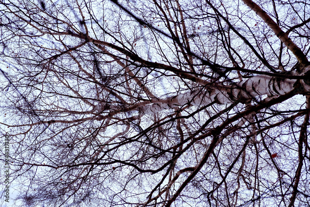 Birch tree Birch tree