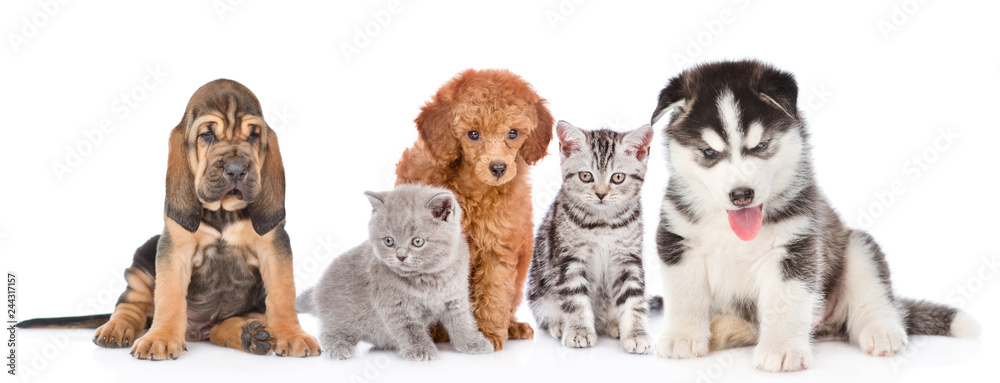 large group of cats and dogs sitting in front view. isolated on white background