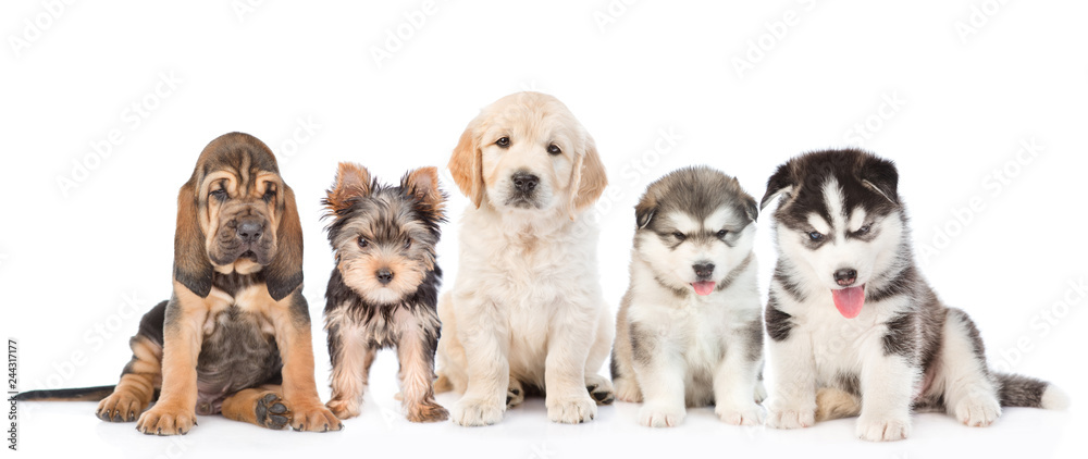 large group of  dogs sitting in front view. isolated on white background.