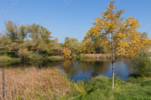 Young tree with yellow foliage on the shore of a picturesque lake in the autumn park.