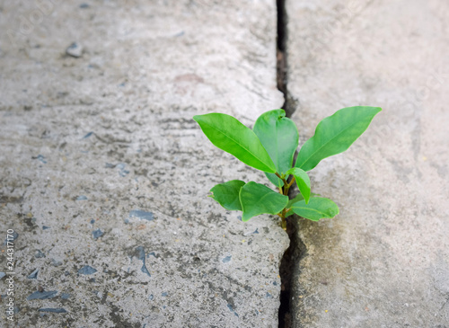 Fototapeta Naklejka Na Ścianę i Meble -  Ecology plant tree and environment drought growing on cracked street