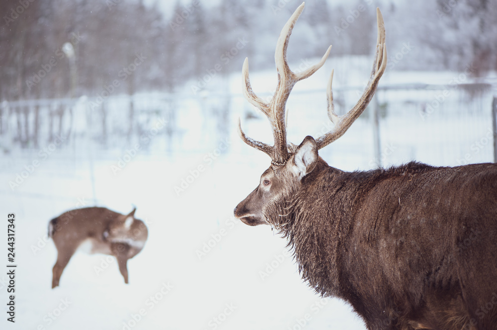Noble Sika deer , Cervus nippon, spotted deer , walking in the snow on a white background Noble Sika deer , Cervus nippon, spotted deer , walking in the snow on a white background