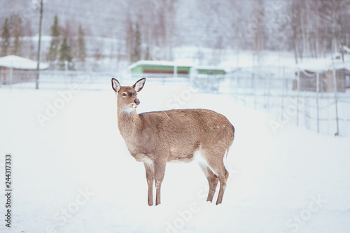 Wallpaper Mural Female Sika deer ,  Cervus nippon, spotted deer ,  walking in the snow on a white background Torontodigital.ca