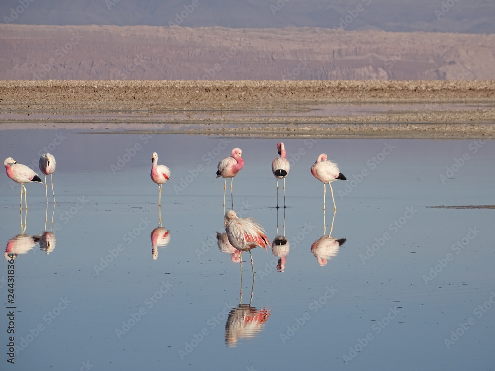 Fototapeta premium Flamants roses
