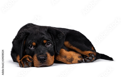 Cute purebred Rottweiler dog pup laying down side ways, head down on paws. Droopy face looking with sweet eyes beside camera. Isolated on white background.