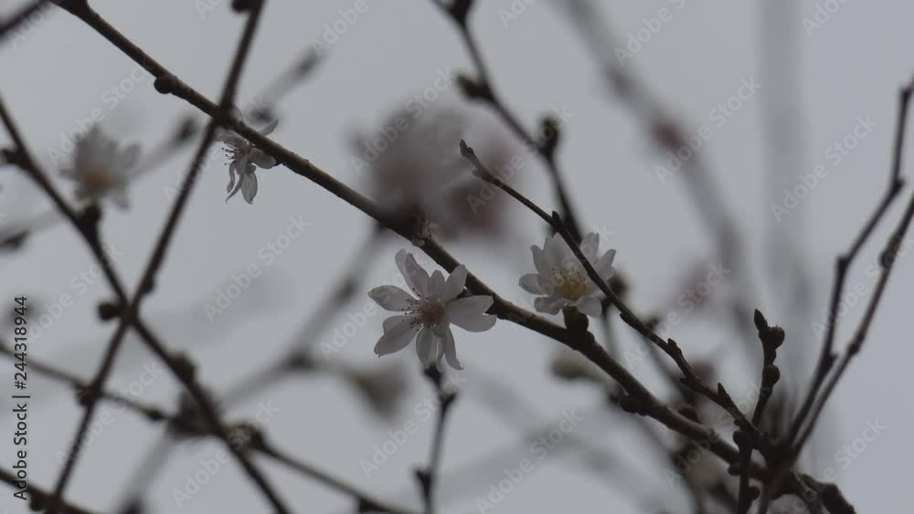A white flowers blossoming on a naked tree. A white flowers blossoming on a naked tree.