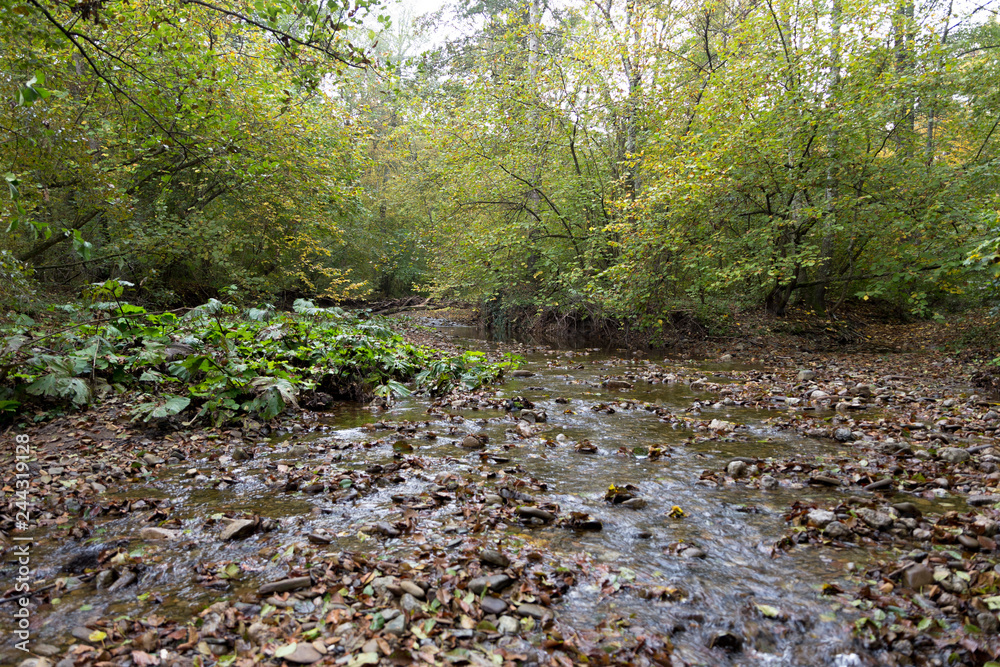 The stream flows along a stony bed in the autumn forest. Autumn landscape. The stream flows along a stony bed in the autumn forest. Autumn landscape.