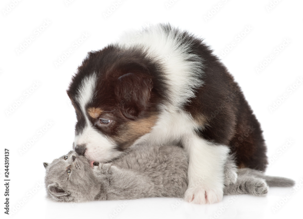 Australian shepherd licking kitten. isolated on white background Australian shepherd licking kitten. isolated on white background