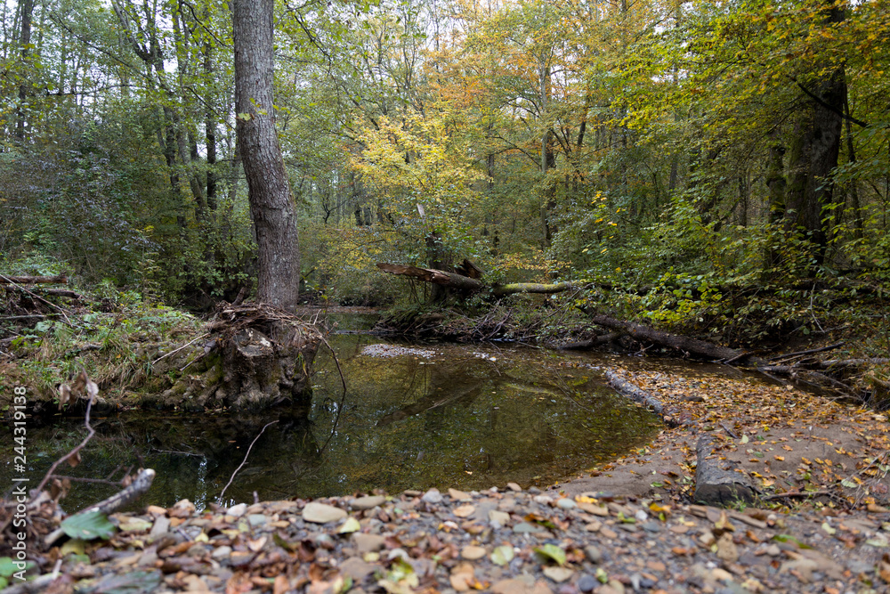 In the autumn forest a stream bends around a tree with blurred roots. Autumn landscape.