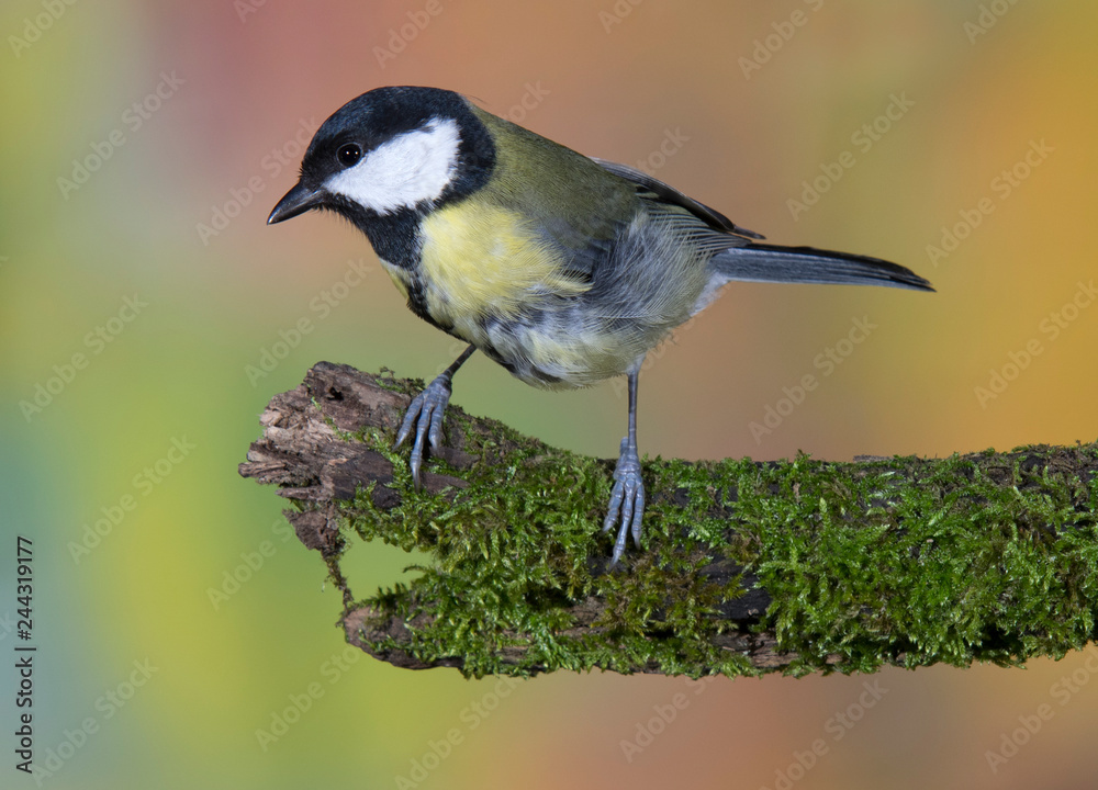 great tit (parus major) perching on a branch great tit (parus major) perching on a branch