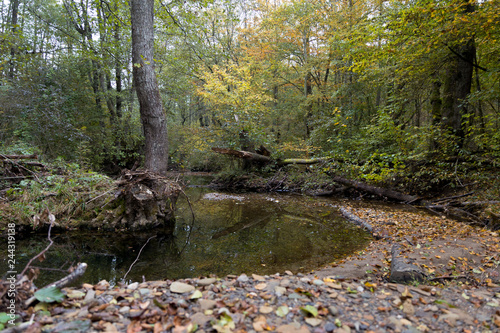 In the autumn forest a stream bends around a tree with blurred roots. Autumn landscape.