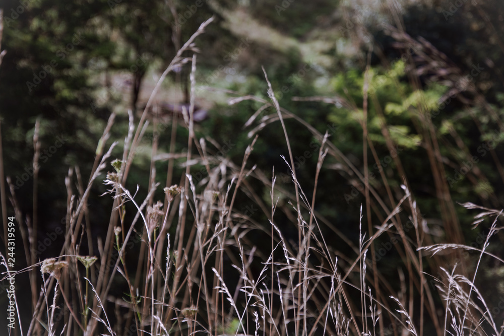 grass in the wind grass in the wind