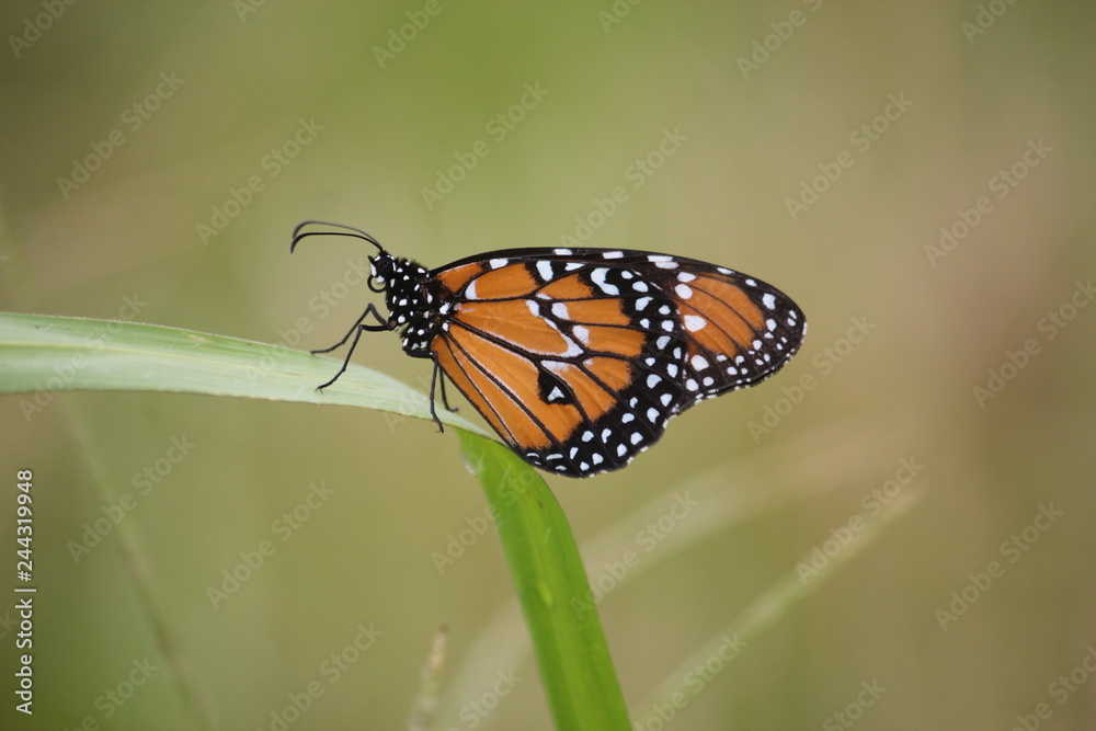Fototapeta premium butterfly on leaf green