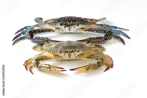 Flower crab, Blue crab, Blue swimmer crab (Portunus pelagicus) isolated on white background