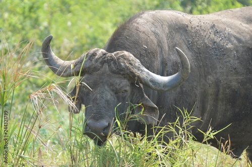 African cape Buffalo in Hluhluwe imfolozi game reserve