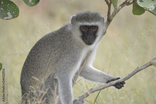 portrait of a vervet monkey  Chlorocebus pygerythrus   or simply vervet  is an Old World monkey