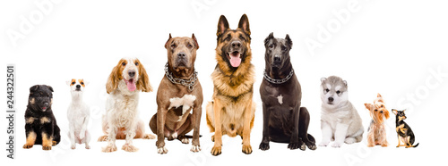 Group of dogs of different breeds sitting isolated on white background