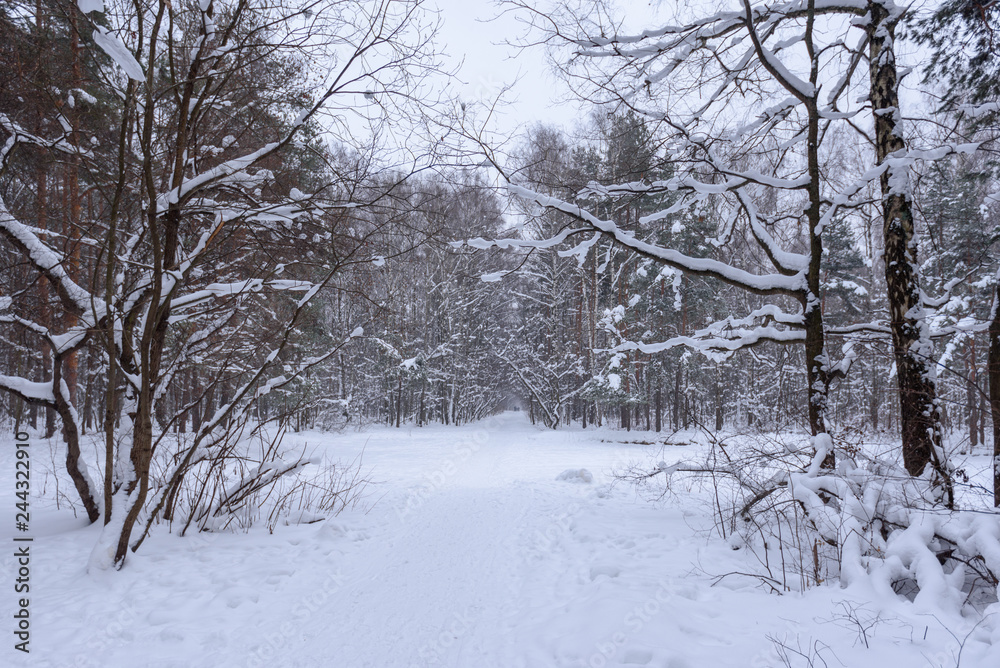 Fototapeta premium Snowy winter road in the winter forest