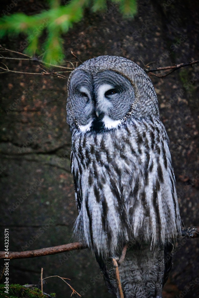 Fototapeta premium Great gray owls sits on a tree