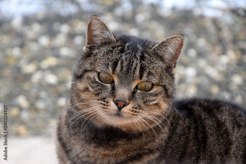 portrait of a cat, cute curious animal