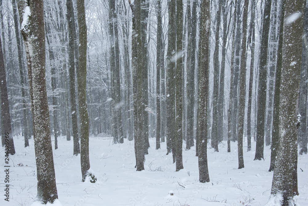 snow flakes flying through the forest snow flakes flying through the forest