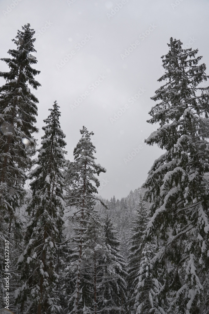 Spruce forests of Slovakia in the snow