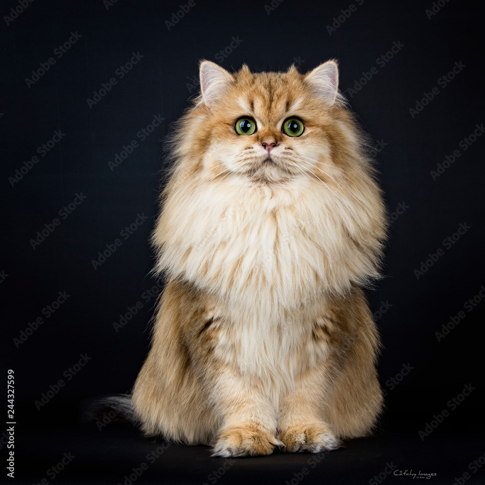 Amazing full coated fluffy golden British Longhair cat kitten sitting facing front. looking at camera with big green eyes. Isolated on black background.