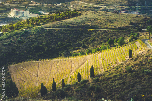 View from the hill to the vineyards of Vermillion Coast  Catalonia  France