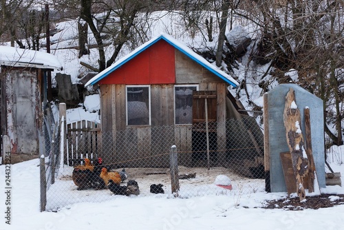 wooden chicken coop with hens in the yard behind the mesh of the fence in white snow photo