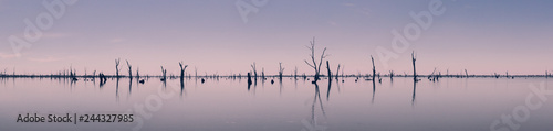 Photograph of dead tree trunks sticking out of the water, Australia