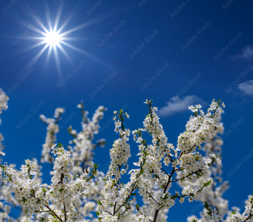 spring apple tree branch in a blossom on the blue sky background under a sparkle sun