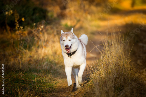 Image of funny and happy dog breed Siberian husky running on the path in the bright golden autumn forest