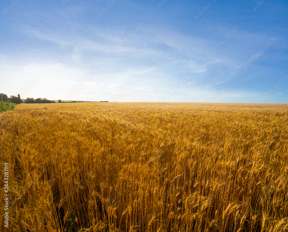 summer wheat field landscape at the sunset