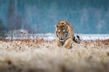 Siberian Tiger running. Beautiful, dynamic and powerful photo of this majestic animal. Set in environment typical for this amazing animal. Birches and meadows