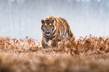 Siberian Tiger running. Beautiful, dynamic and powerful photo of this majestic animal. Set in environment typical for this amazing animal. Birches and meadows