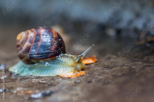 closeup grape snail crawl on the wet stone