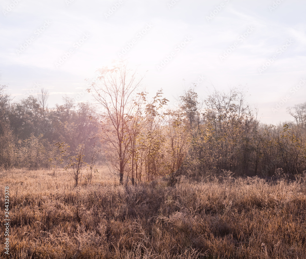 early morning landscape, winter frozen forest glade at the sunrise