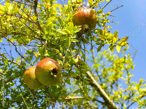 landscape garden hotel resorts Turkey Belek beautiful tree pomegranate photo