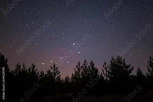 quiet night scene, pine forest silhouette with Ursa Major constellation above