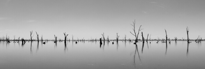 Tuinposter Zwart wit Verdorde boomstammen in Australisch water  © Martin