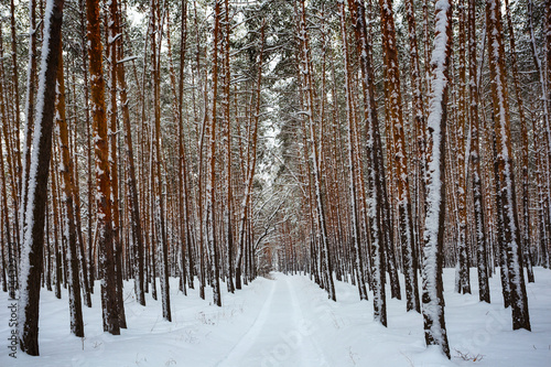 snowbound road through the pine forest