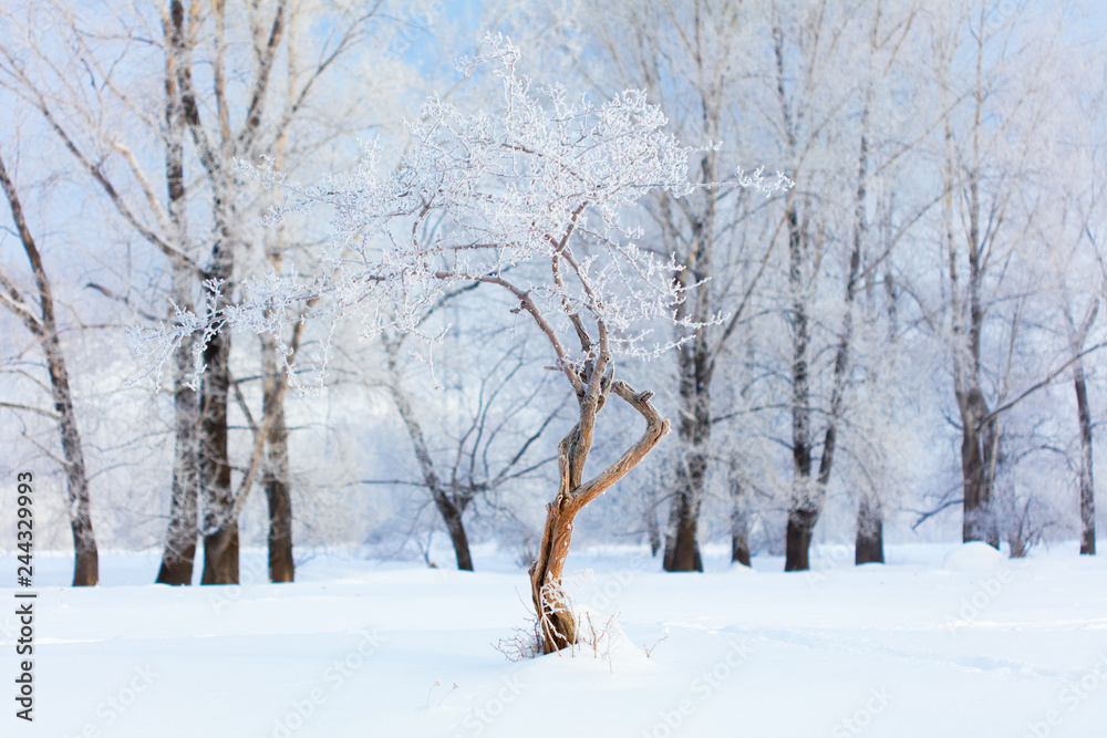 Winter landscape. Cold day. Winter landscape. Cold day.