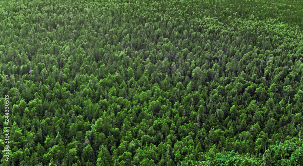 view of the forest from a height